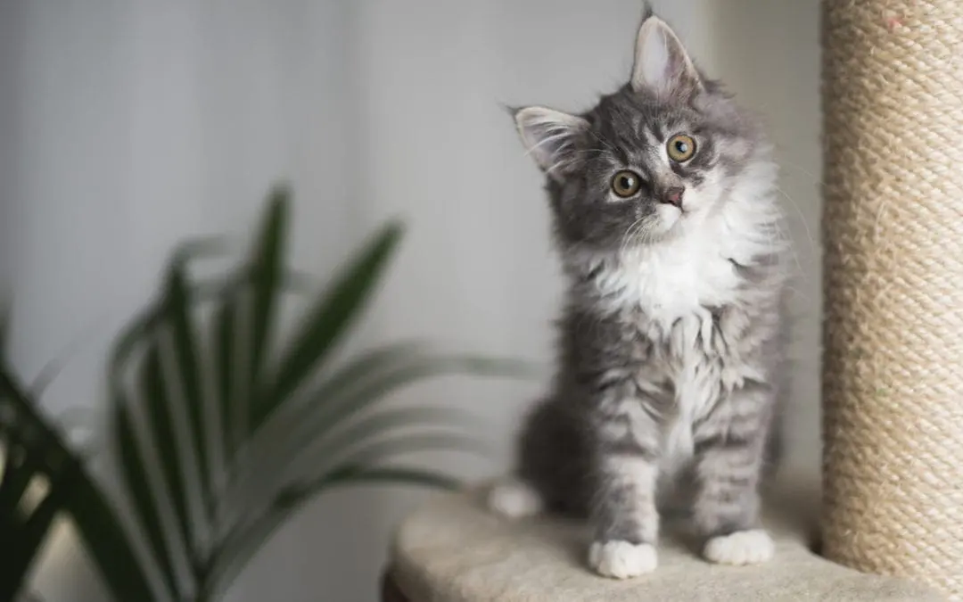 One Thing: Day 181: Perfectoin