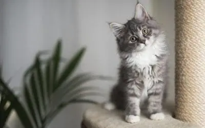 One Thing: Day 181: Perfectoin