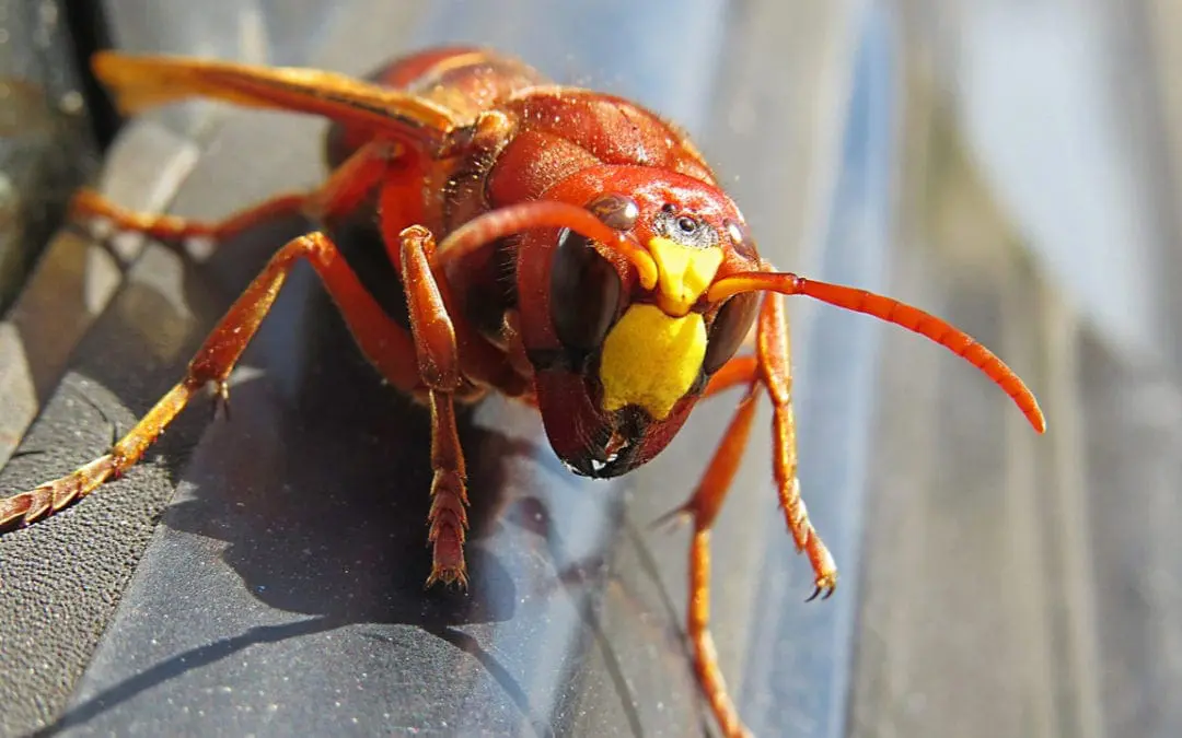 One Thing: Day 188: Murder Hornets