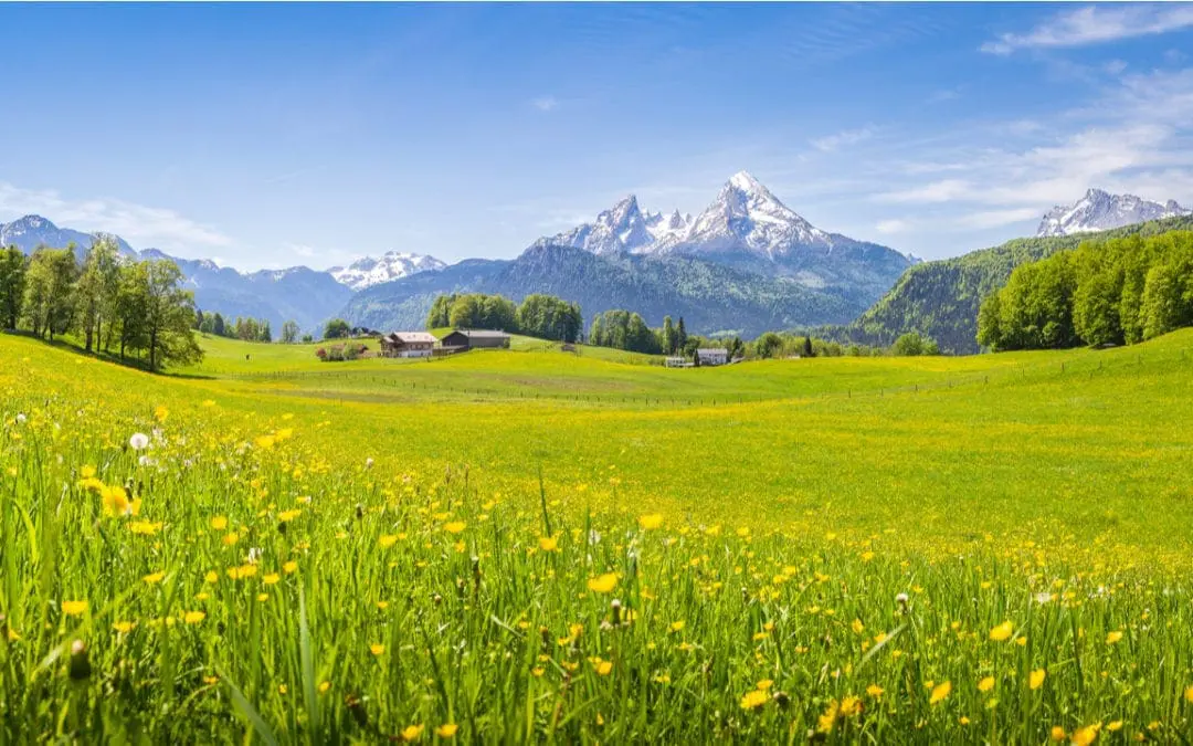 One Thing: Day 408: The Cobra Effect