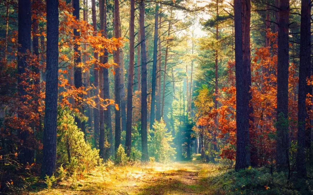 One Thing: Day 428: 7 Principles of Freedom