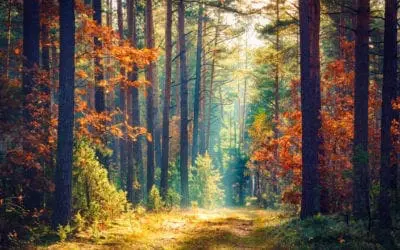 One Thing: Day 428: 7 Principles of Freedom