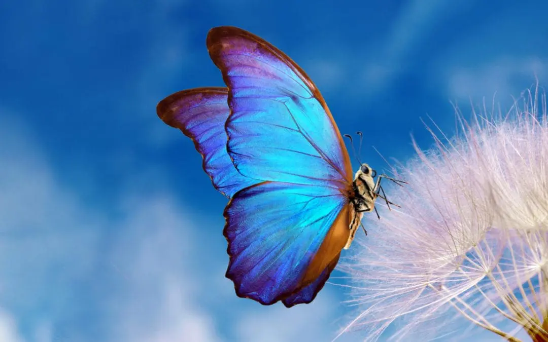 One Thing: Day 431: A Butterfly’s Wings