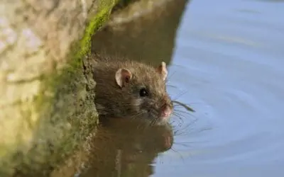 One Thing: Day 471: Drowning Rats and Fireball Shots