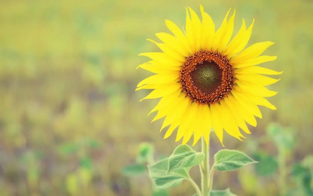 One Thing: Day 538: Chris Rock Advice