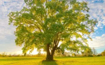 One Thing: Day 539: The Oak Tree