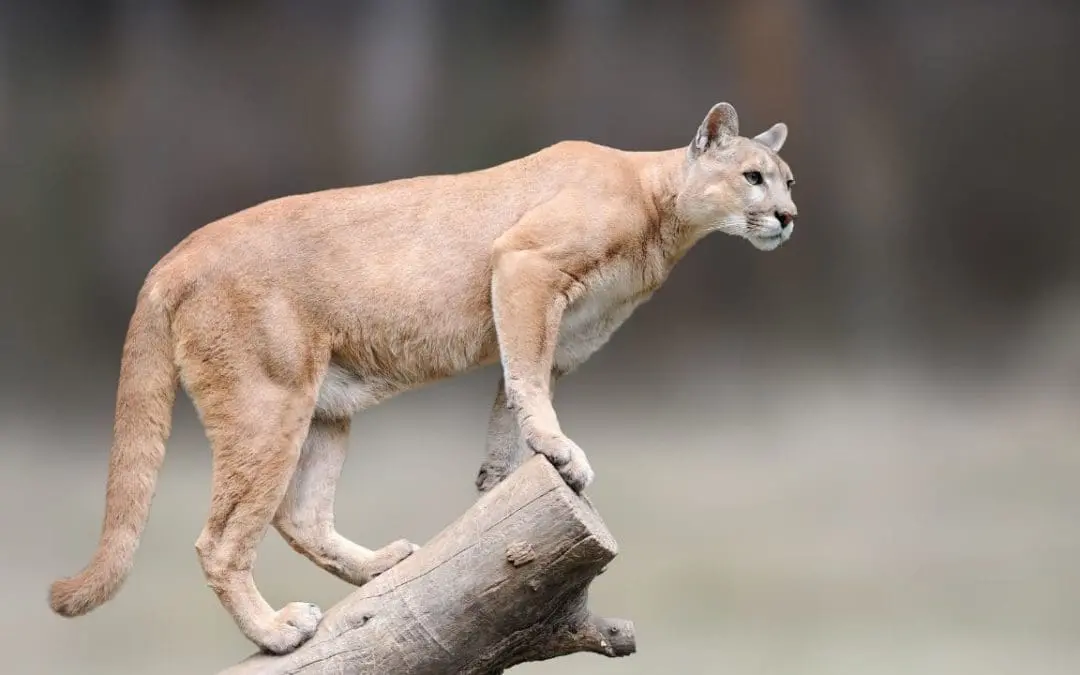 One Thing: Day 558: Cougars and Missing Out