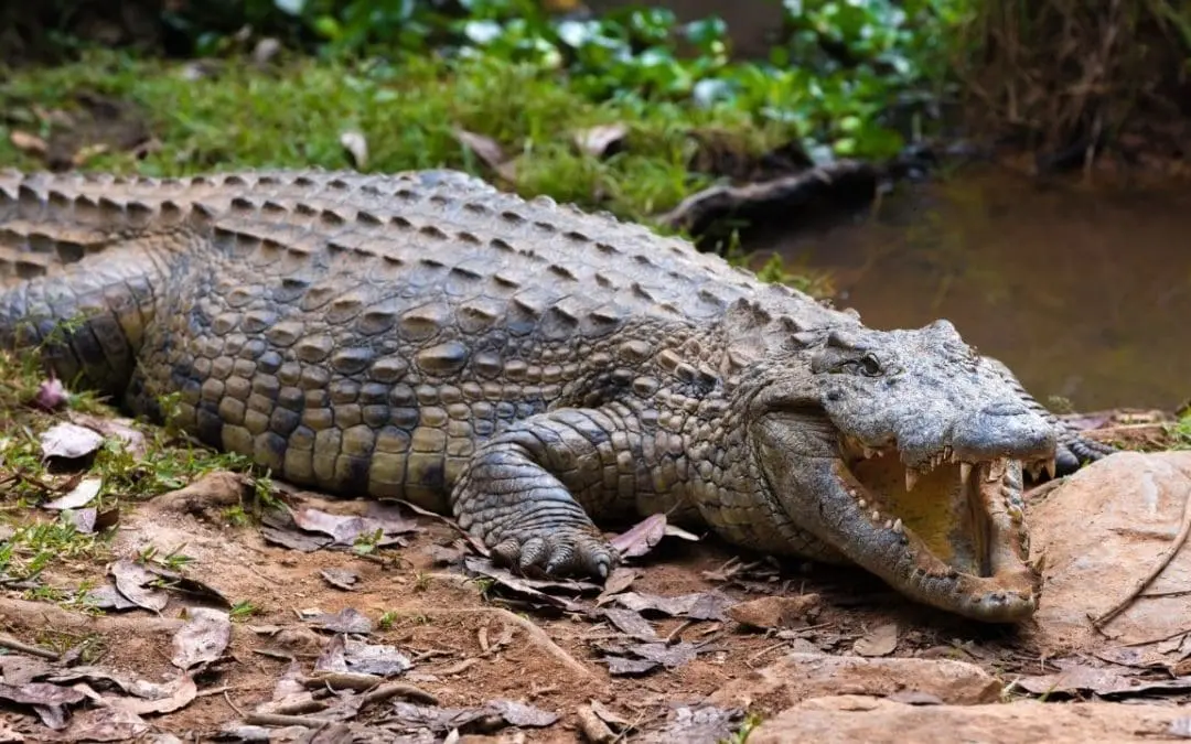 One Thing: Day 589: Wrestling Crocodiles