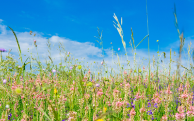 One Thing: Day 603: Peace of Mind