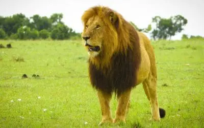 One Thing: Day 704: Ivermectin. Dominate. Netflix.