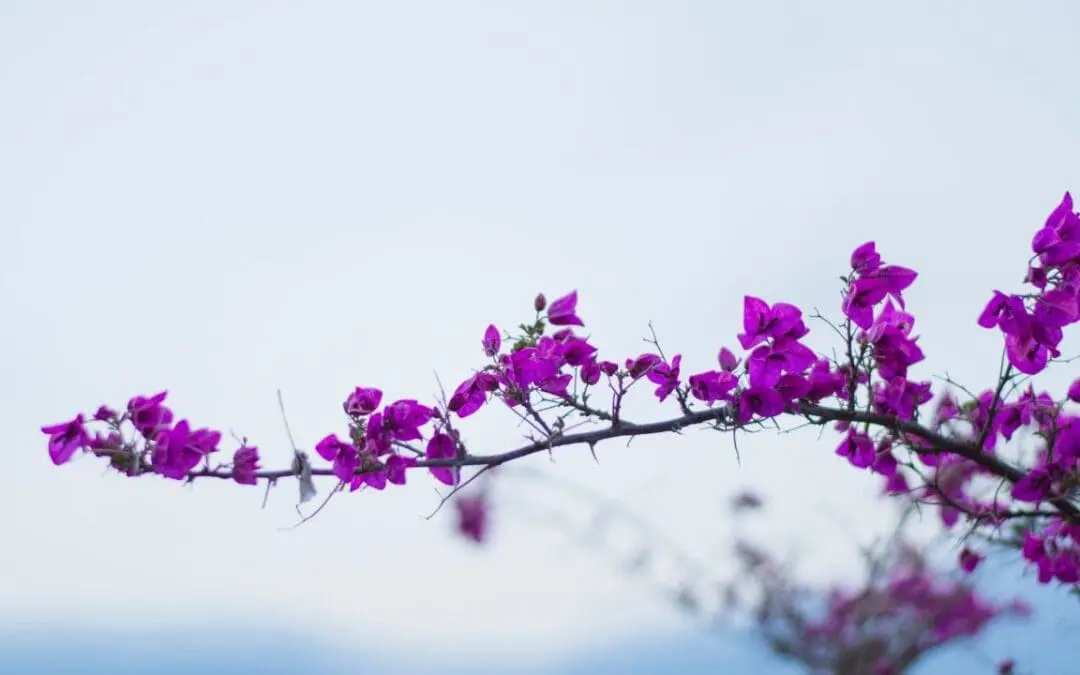 One Thing: Day 731: RIP Twitch