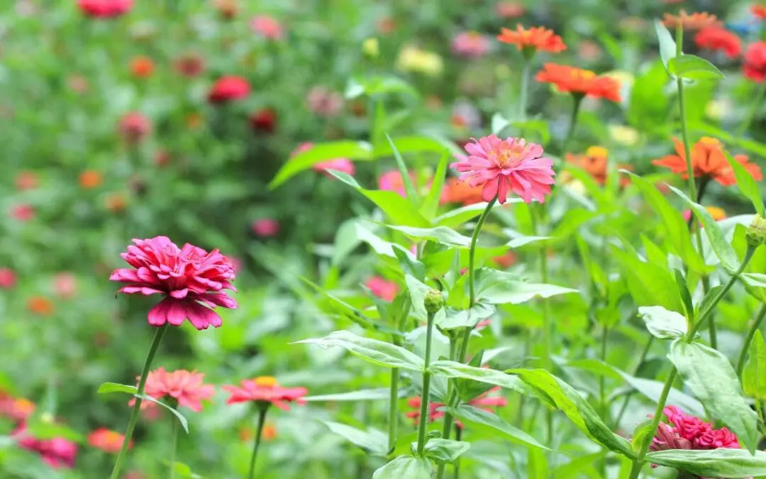 One Thing: Day 799: Einstein. Storytime. Easter.