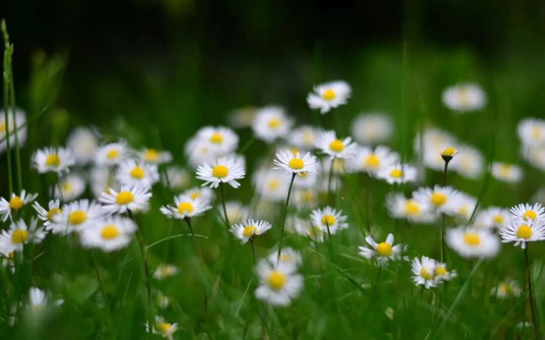 One Thing: Day 865: Jesus. Offer. Irresistible.