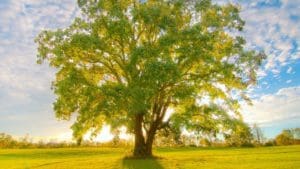 One Thing: Day 539: The Oak Tree